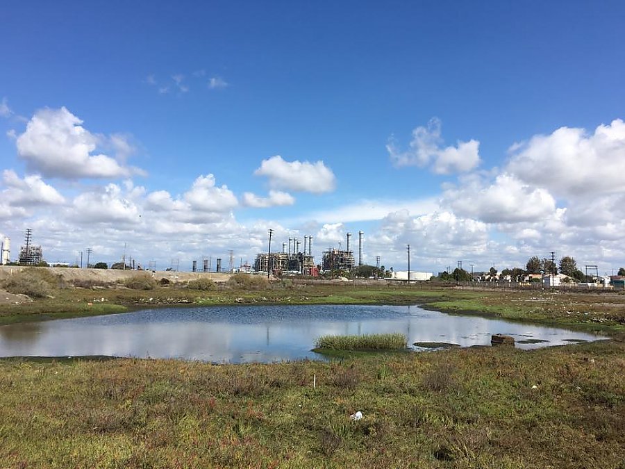 Marsh landscape