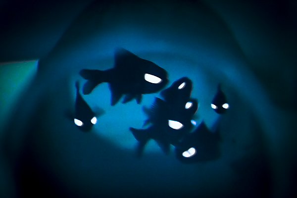 Flashlight fish