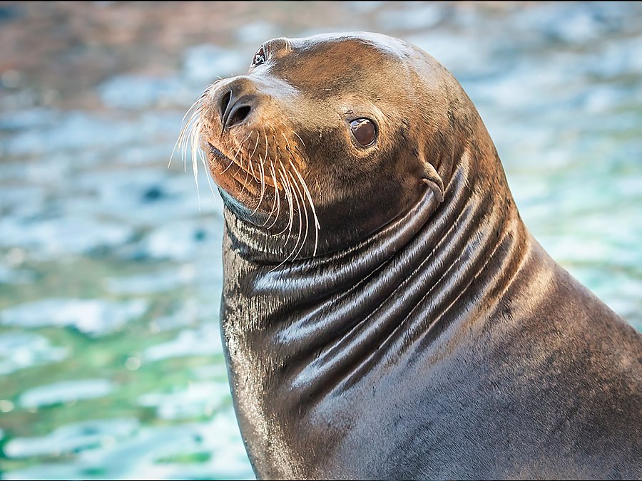 sea lion chase side profile