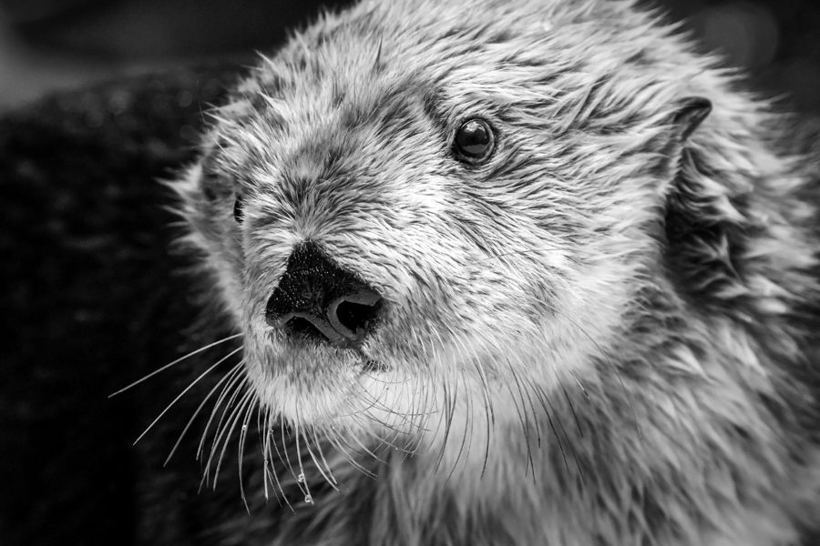 Sea otter Maggie