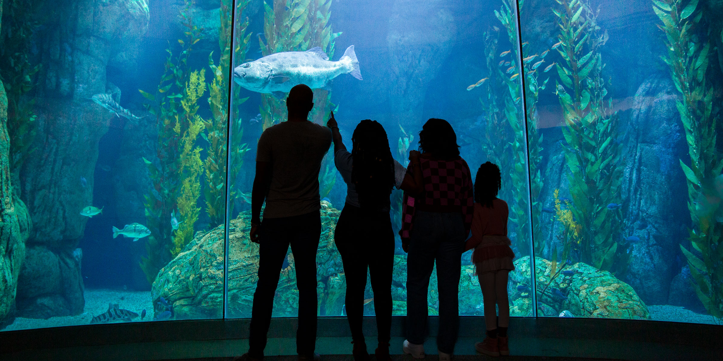 Family in front of Blue Cavern exhibit pointing at Sea Bass