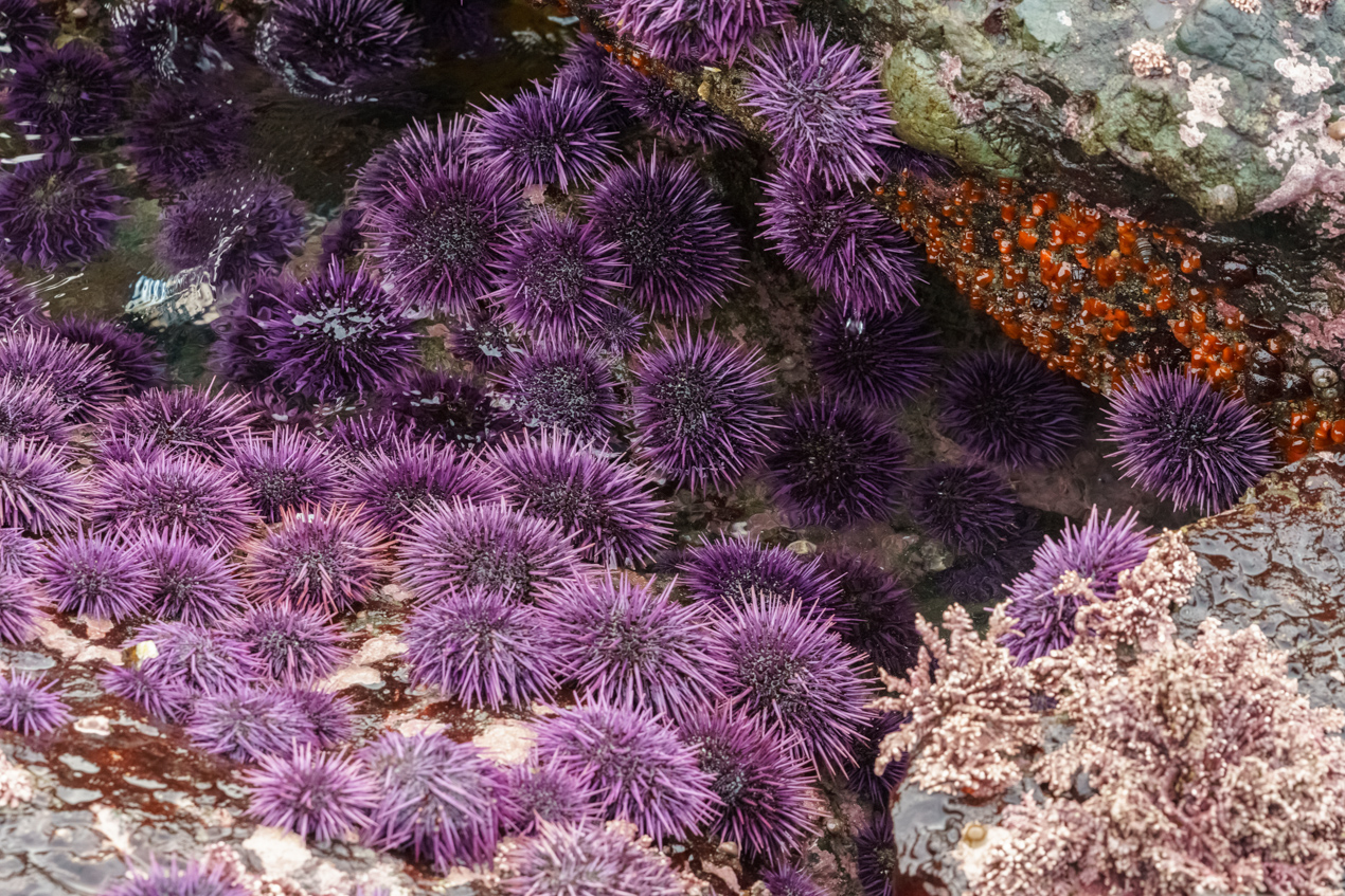 Grouping of purple sea urchins