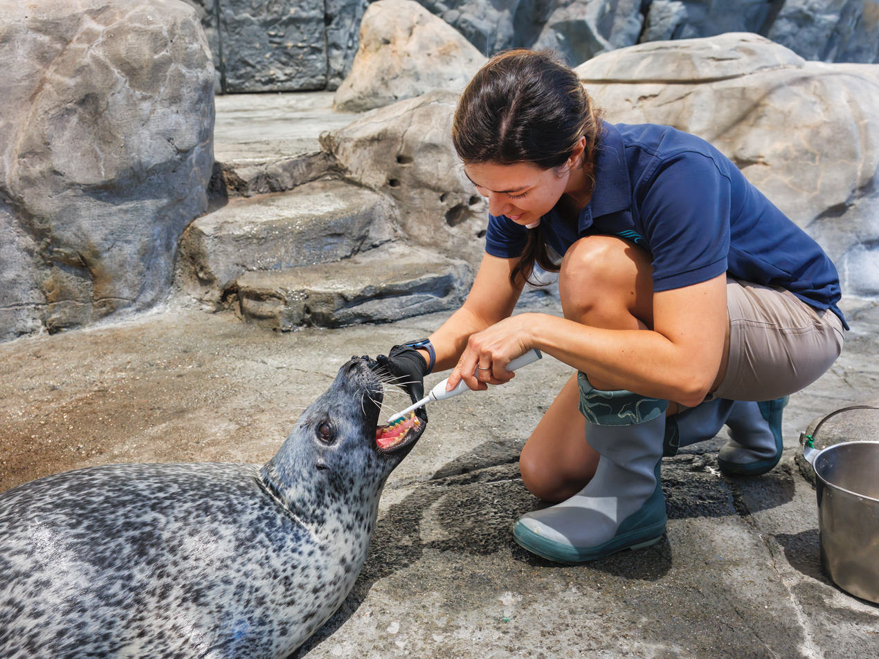 Aquarium staff brushing teeth of harbor seal