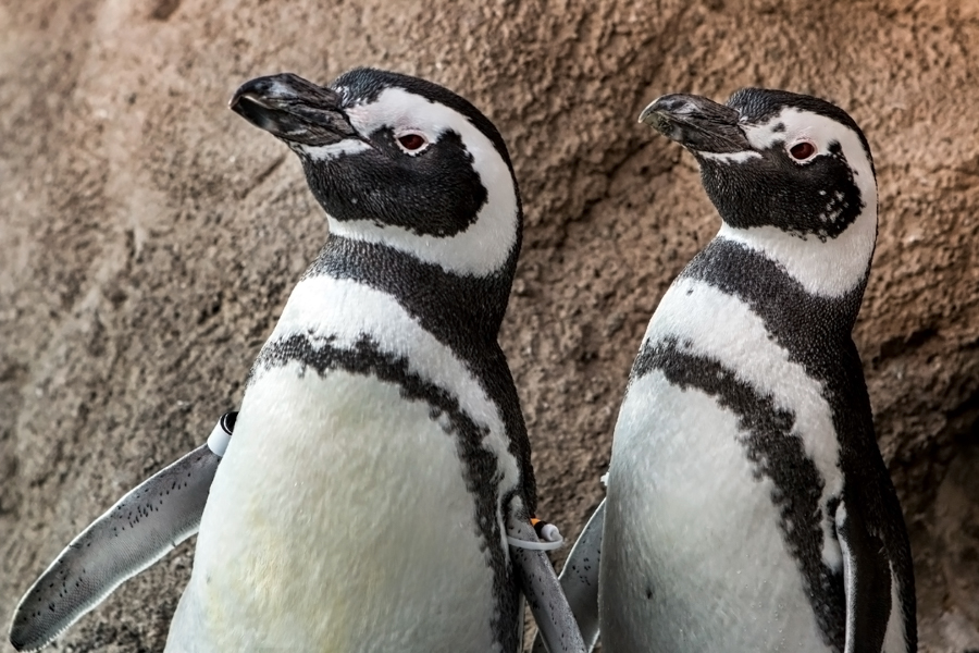 Two penguins standing next to each other.